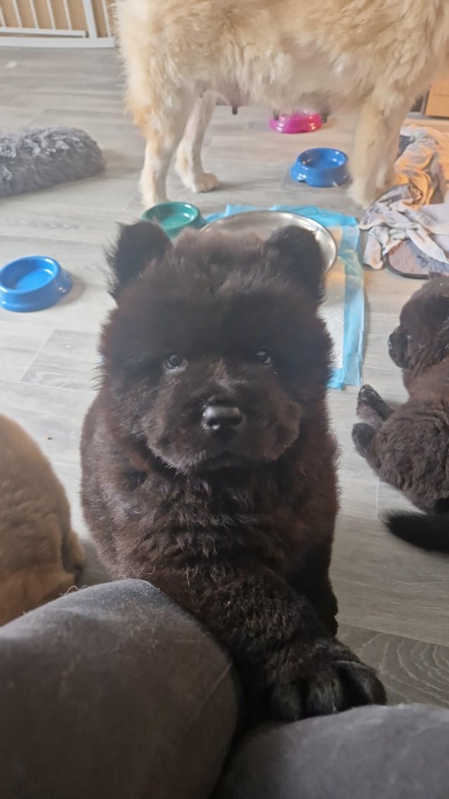 Preview of the first image of 8 week old male black chow chow.