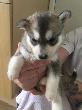 Image 16 of Gorgeous Siberian husky puppies for sale!