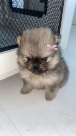 Image 3 of Pomeranian puppies for sale