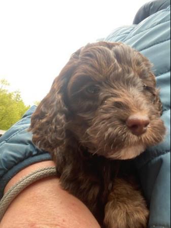 Image 3 of Miniature Cockapoo puppies (price negotiable ready to go )