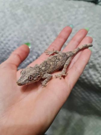 Image 1 of Gargoyle gecko for sale