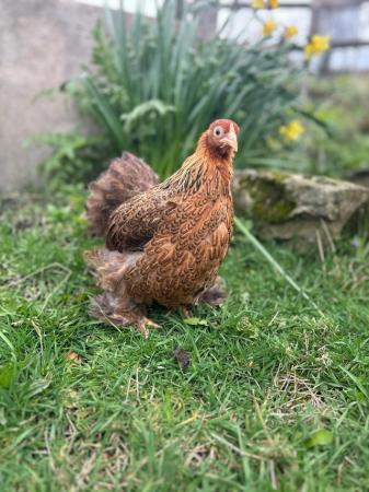 Image 1 of Pekins, barbu d’uccles and sablepoots 16 wks old