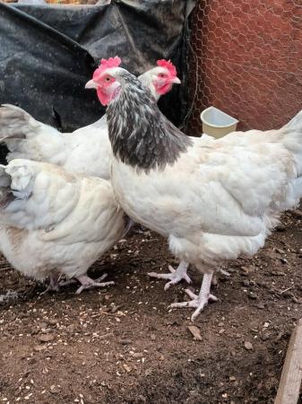 Image 2 of Large Fowl Coronation Sussex Hatching Eggs For Sale
