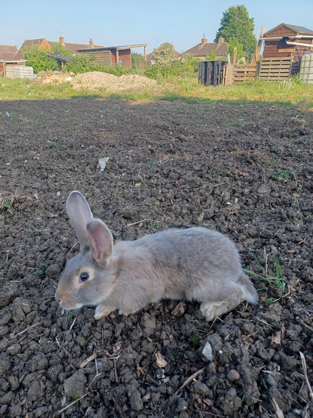 Preview of the first image of Continental giant rabbits cross French lop.