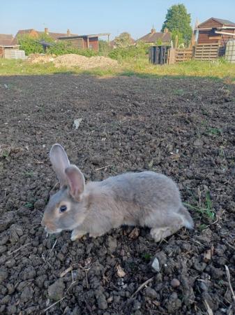 Image 1 of Continental giant rabbits cross French lop
