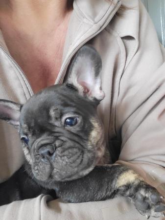 Image 3 of French bulldog pups looking for there forever homest