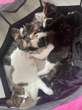 Image 4 of Kittens for sale, mixture of ages 4-5 weeks old.