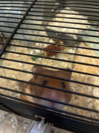 Image 3 of Syrian Hamster for sale