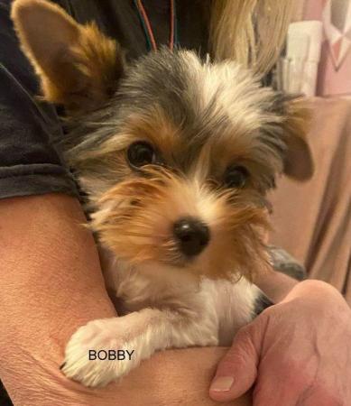 Image 22 of Biewer Yorkshire Terrier Puppies for sale
