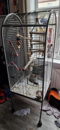 Image 1 of Cockatiel and cage+accessories available