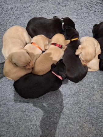 Image 2 of KC registered labrador puppies licenced breeder