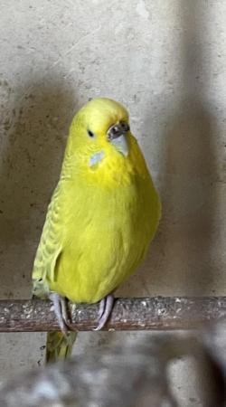 Image 1 of Baby budgies and breeding pair