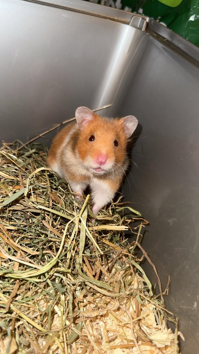 Preview of the first image of Beautiful Syrian hamster.