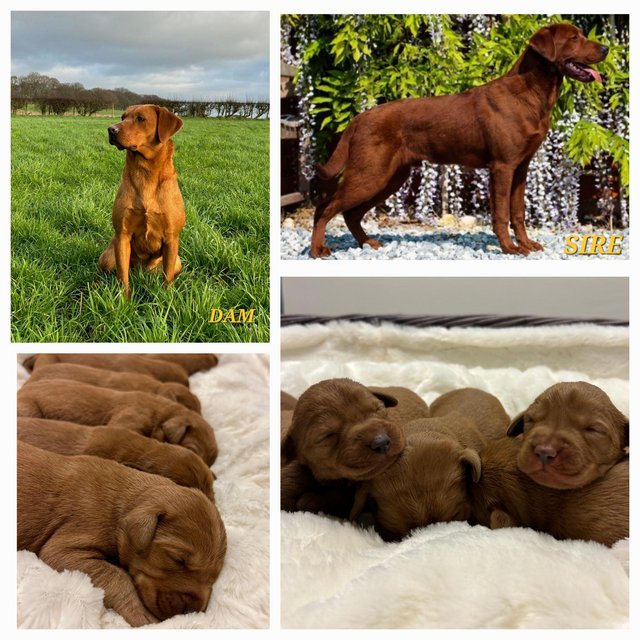 Preview of the first image of Very Dark Fox Red Labrador Puppies *KC* *Health Tested*.
