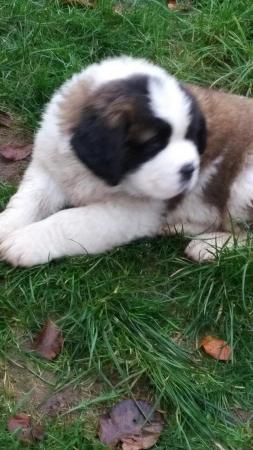 Image 5 of KC Saint Bernard Pups from HEALTH TESTED lines