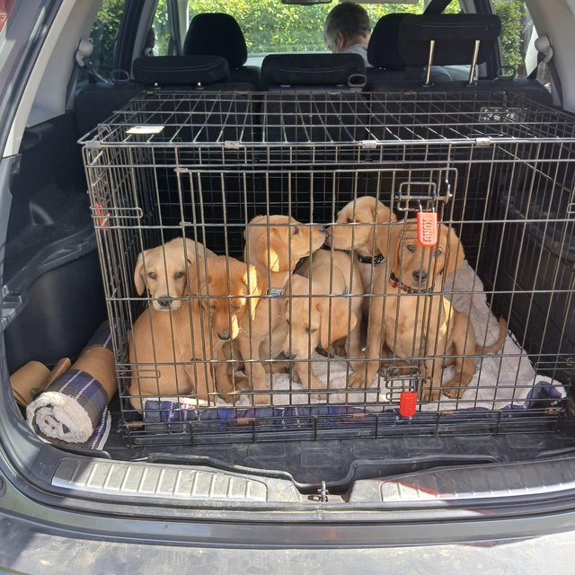 Preview of the first image of 6 Labrador puppies-health checked and Fully vaccinated!.