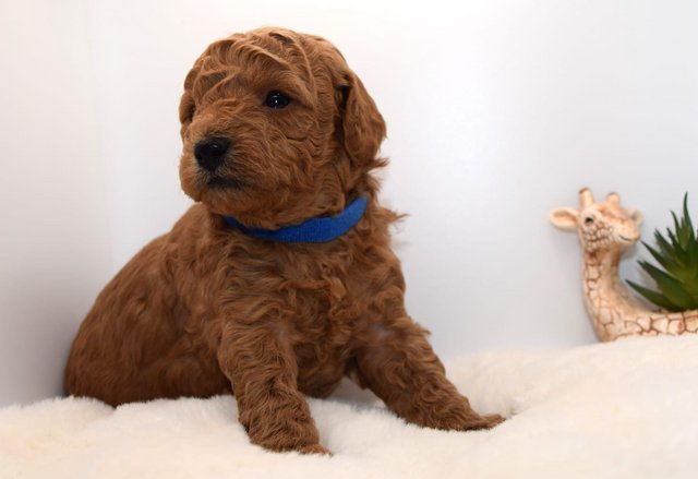 Image 11 of Cavapoo puppies stunning fox red babies available 5 april