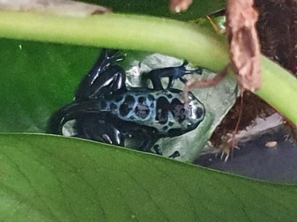 Image 5 of Dendrobates tinctorius dart frog tadpoles