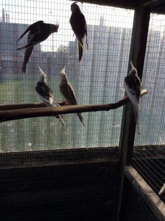 Image 5 of Breeding pairs & 1 year old cockatiels