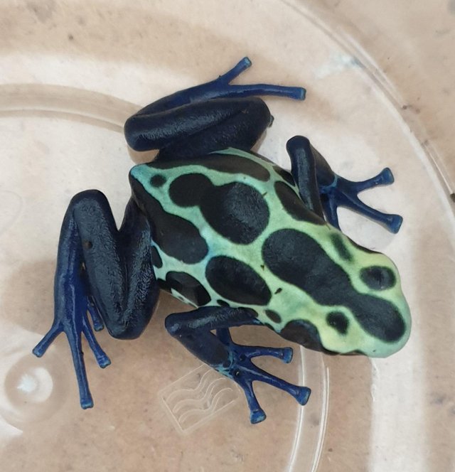 Preview of the first image of Green Sipaliwini Dartfrogs Dendrobates tinctorius.