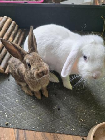Image 4 of baby rabbits looking for forever homes