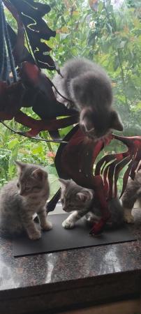 Image 32 of SILVER TIPPED TABBY KITTENS