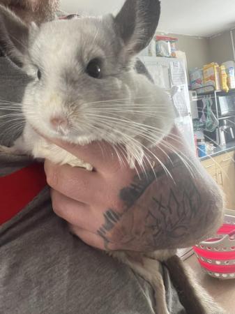 Image 1 of 3year old male chinchillas