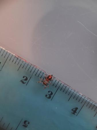 Image 2 of Baby jumping spider - phiddipus regius