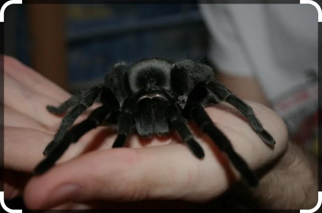 Image 3 of Brazilian Black Tarantula