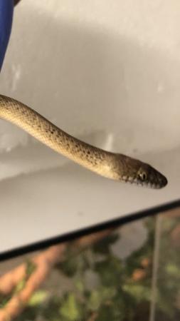 Image 1 of Granite Spotted Python for sale cb 23