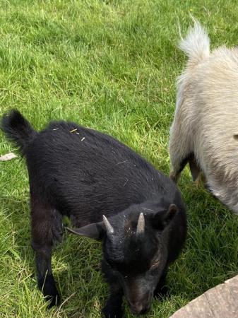 Image 5 of 3 Month Old Female Pygmy Goats