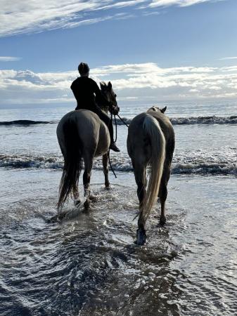 Image 3 of Horse/pony share available Ogmore by sea