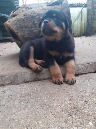 Image 6 of Rottweilerpuppies for sale mixed litter.