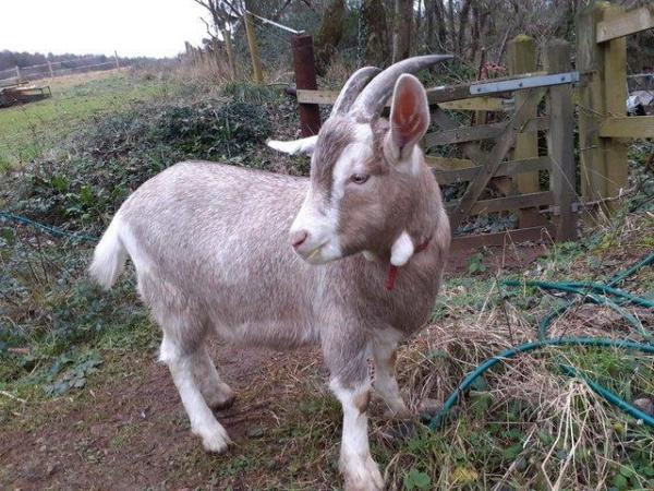 Image 2 of British Toggenburg Cross Whether Friendly Goat 9 Months