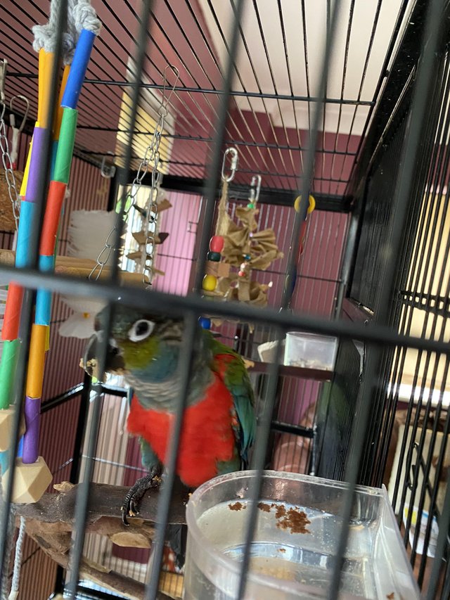 Preview of the first image of Conure Crimson Bellied for sale with large cage.