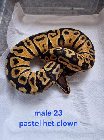 Image 5 of Various royal pythons all ready now