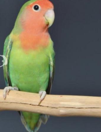 Image 1 of Wanted a peach faced lovebird in London