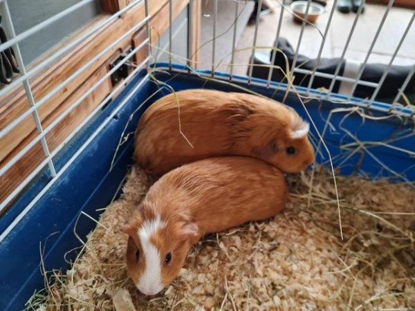 Image 3 of Beautiful Guinea Pig Babies - Boys and Girls