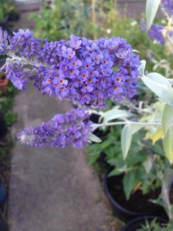 Image 2 of Buddleia Young plant in Brand New Black Pot PURPLE