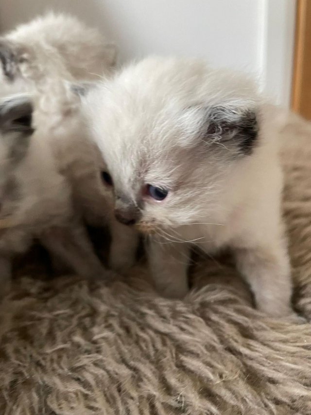 Preview of the first image of Ragdoll Kittens - Born Sunday 31st March.