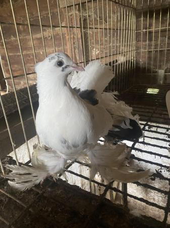 Image 1 of 3 Indian Fantail Pigeons 2024 hatched