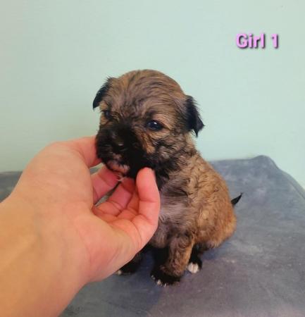 Image 18 of Pedigree Chinese Crested puppies