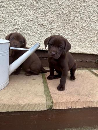 Image 7 of KC Reg Chocolate Labrador Puppies Parents Health Tested