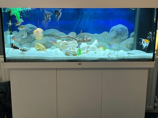 Preview of the first image of full fish tank for sale.