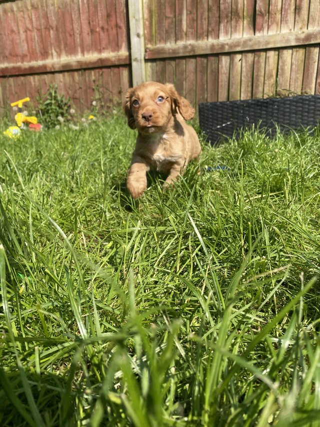 Preview of the first image of Last Female Cocker Spaniel Pup.