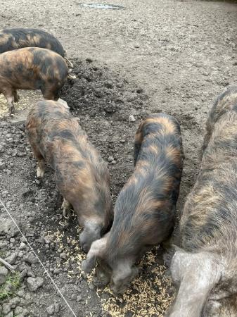 Image 1 of OSB Oxford Sandy & Black pigs