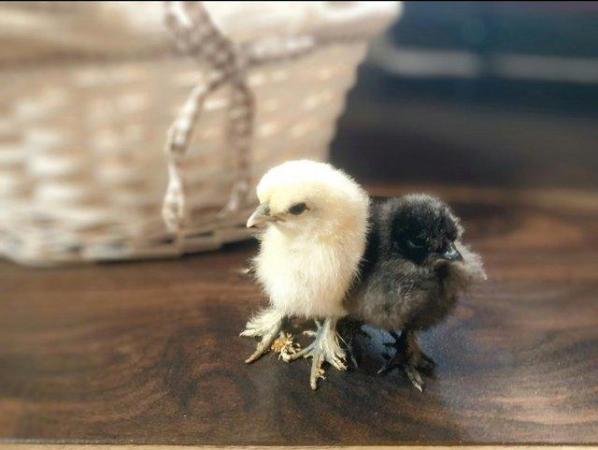 Image 2 of Gorgeous bearded silkie chickens & hatching eggs