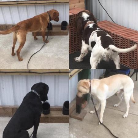 Image 1 of Wanted Spaniels and Labradors