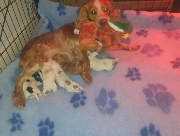 Image 4 of Kc registered Cocker Spaniel puppies
