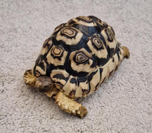 Image 1 of Leopard tortoise FOR SALE